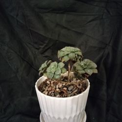 Succulent 