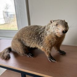 Taxidermy Groundhog 