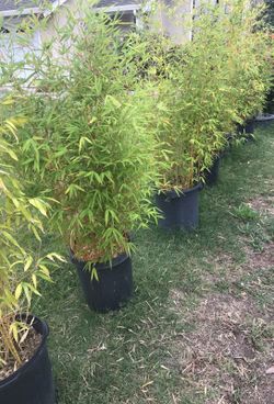 running bamboo tree
