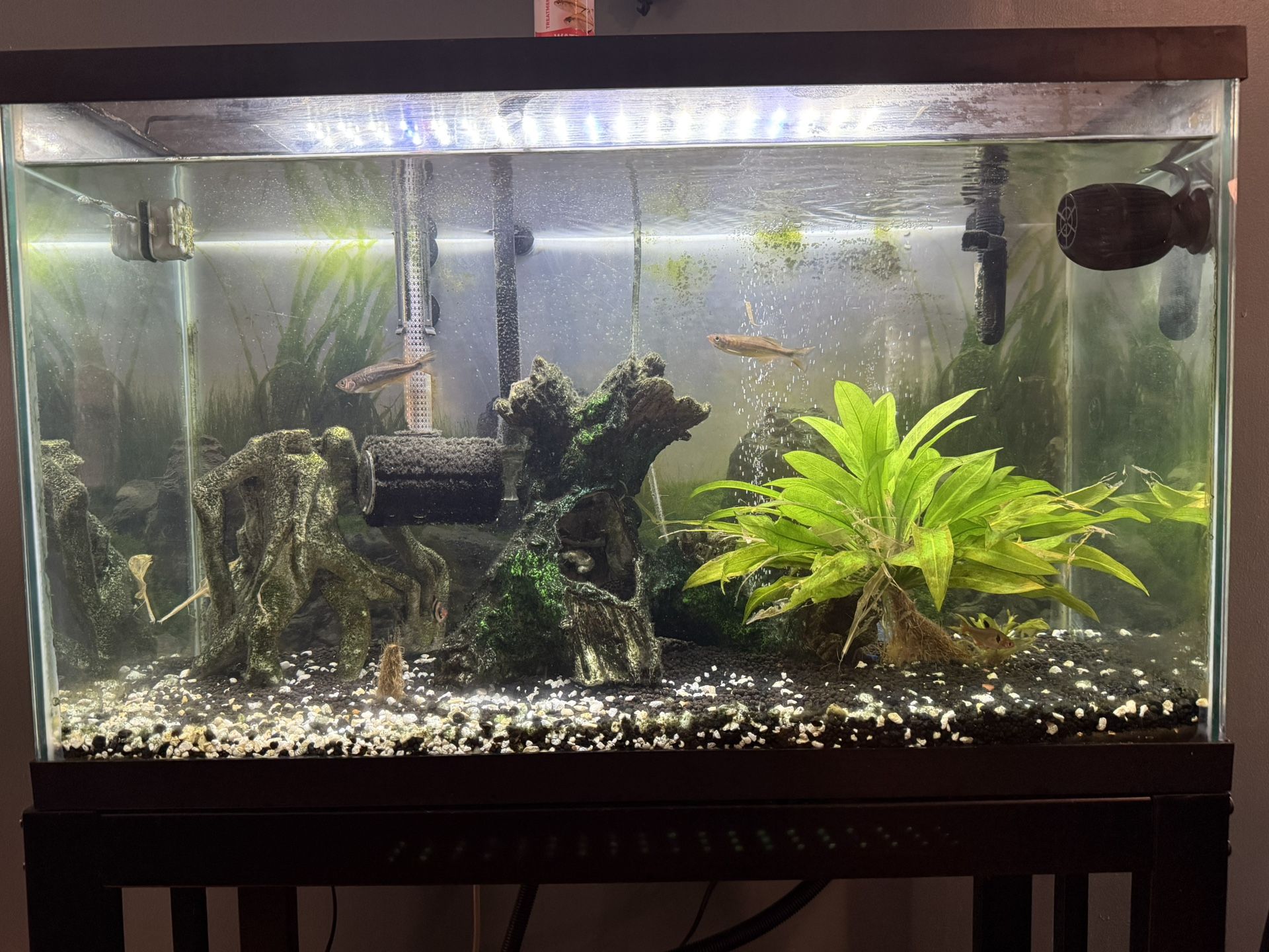 Fish Tank (all Included)