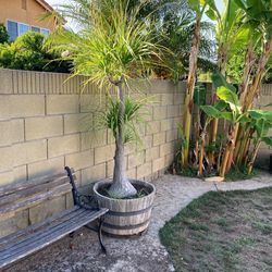 Pony Tail Palm Tree