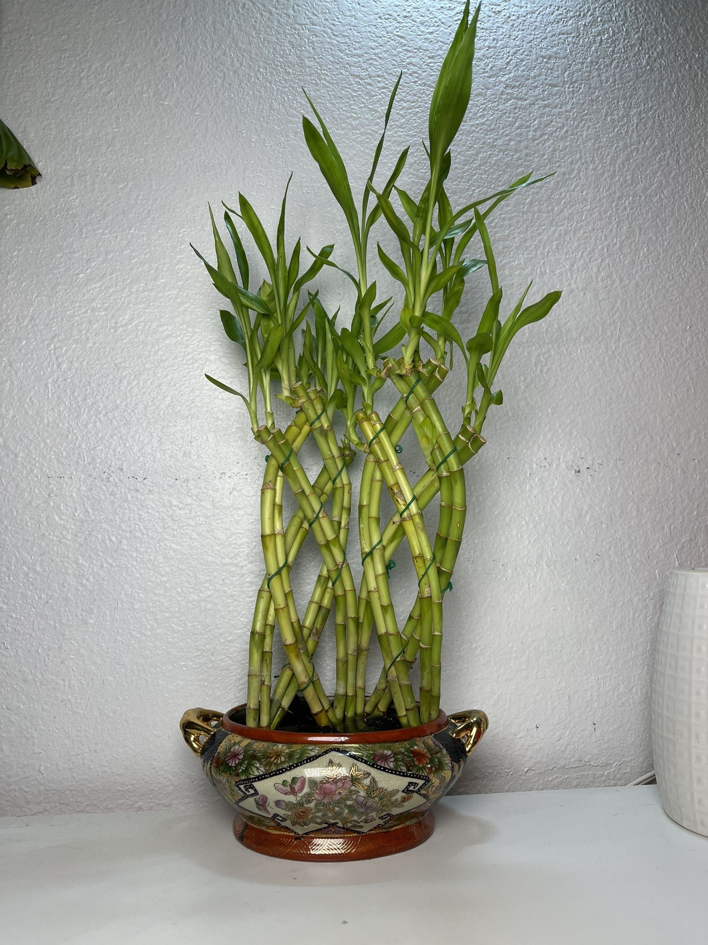 Lucky Bamboo Plants In Asian Ceramic Vase(20”tall $25 )