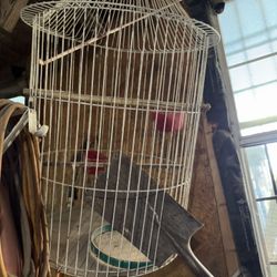 Cage For Birds 