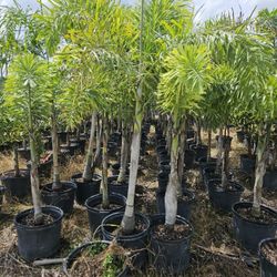 foxtail Christmas all sizes  available  staring   $75 and up 