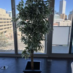 Tall Plant 