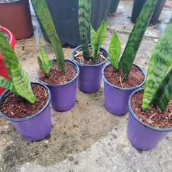 Sansevieria Zeylanica "Snake Plant"