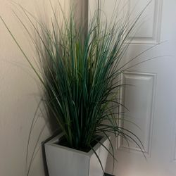 Decor Plant 