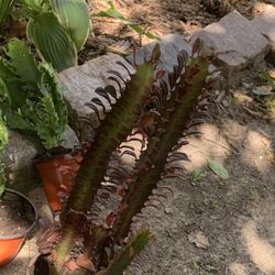 African Milk Cactus Plants!! $15 Each!! 