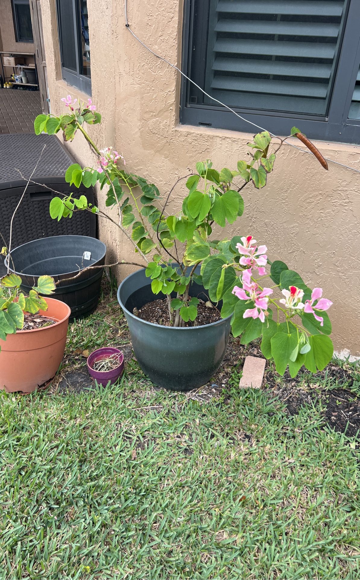Orchid tree, rare from Hawaii