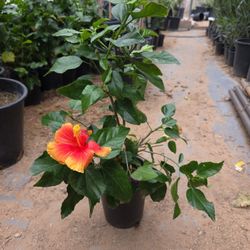 Florida Sunset Hibiscus Orange Salmon 