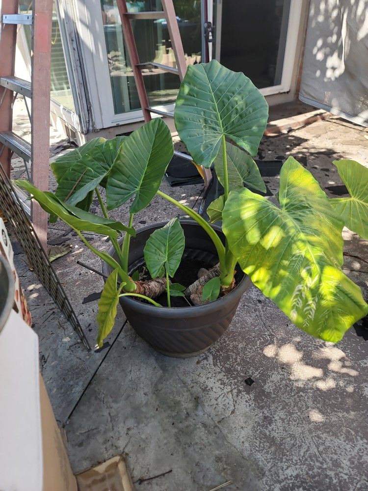 Plant
