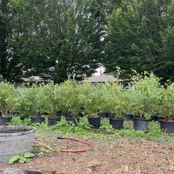 Blueberry Plants