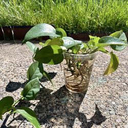 Beautiful green Pothos