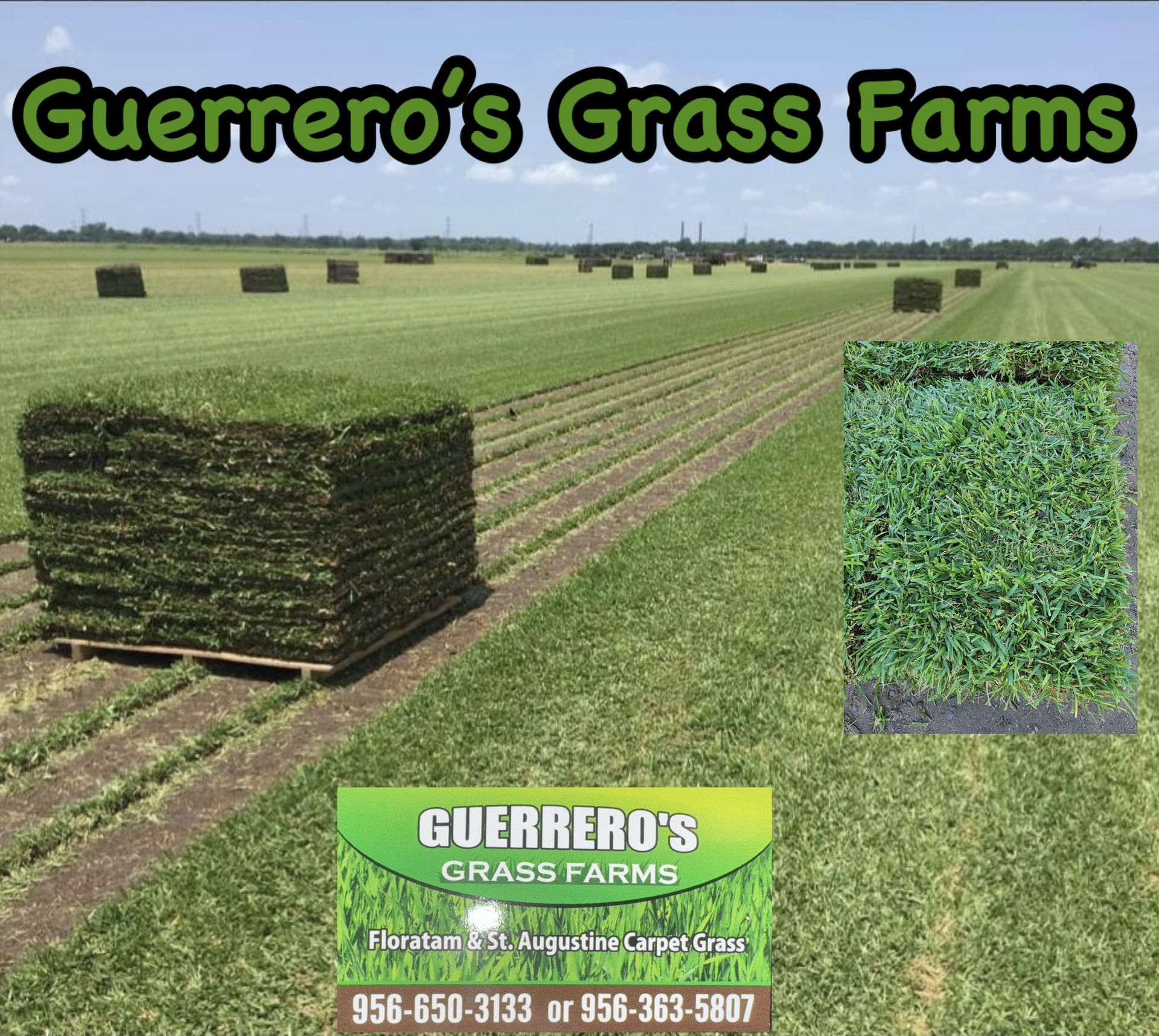 Guerrero’s Grass Farms 100% St, Augustine Carpet Grass
