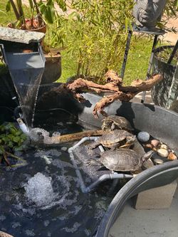Pond