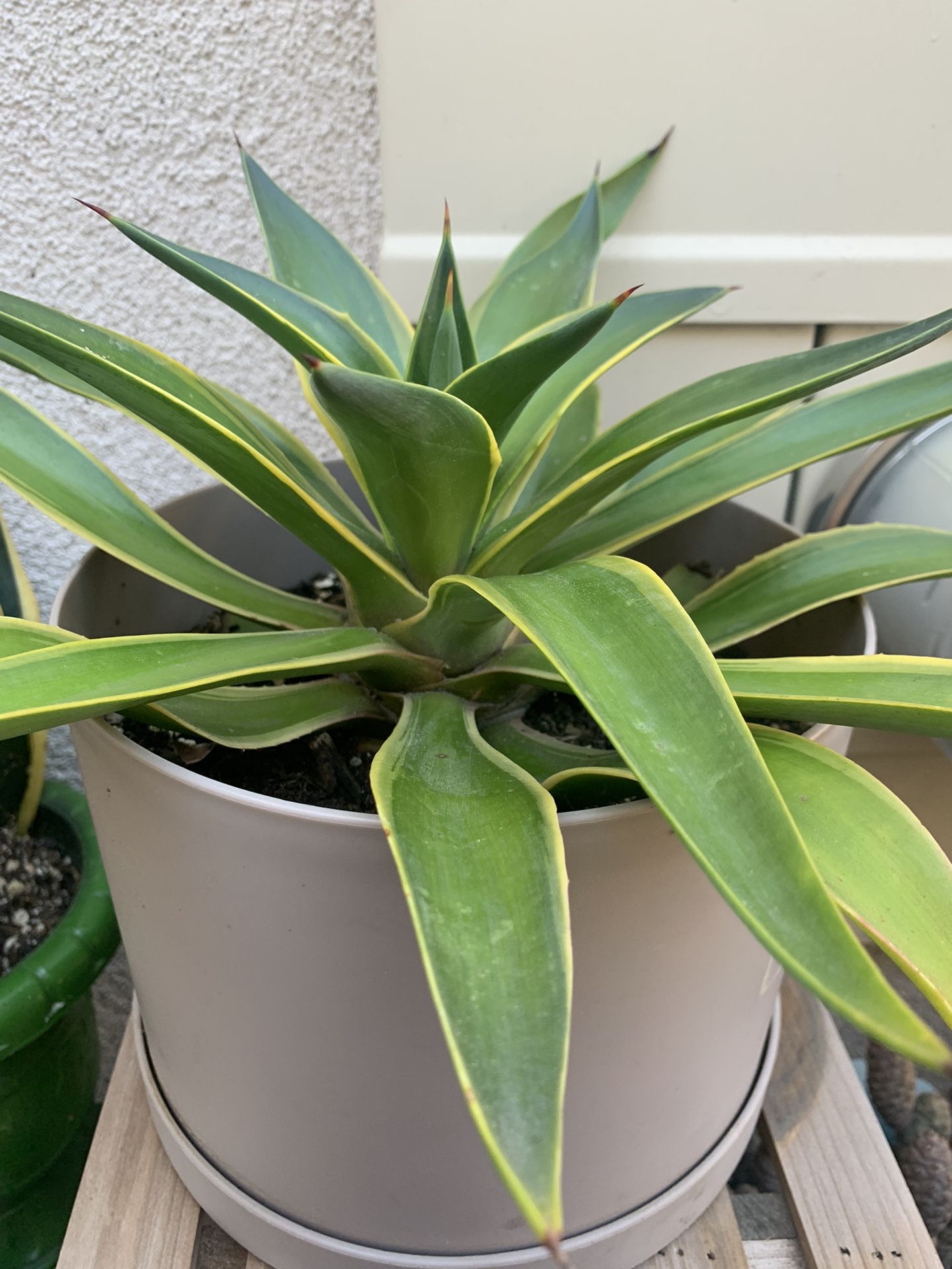 Agave Plant