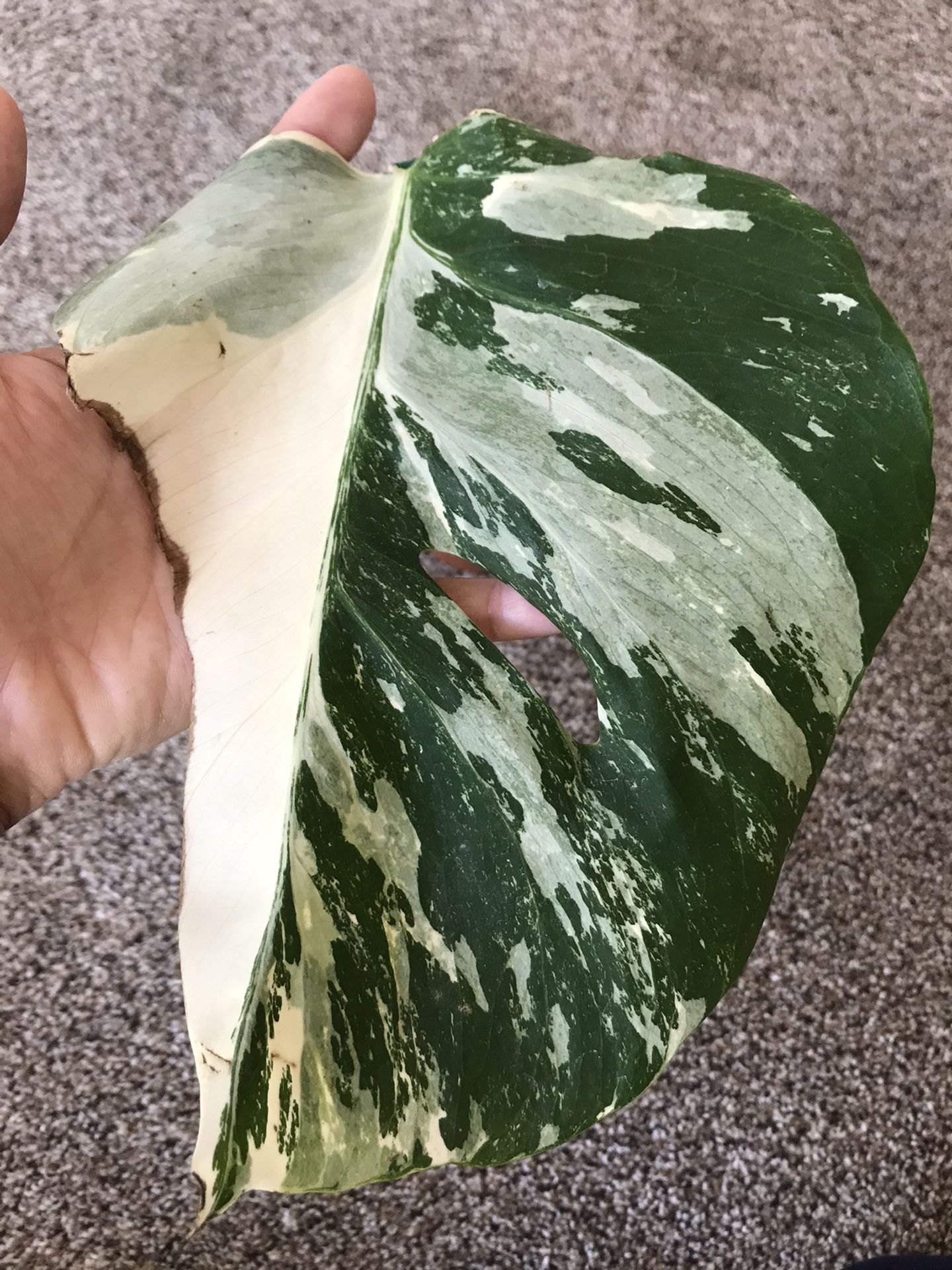 Live Albo Monstera Borsigiana Variegata plant in terra cotta pot