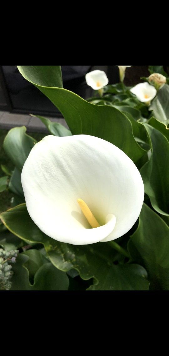 Calla Lily white.