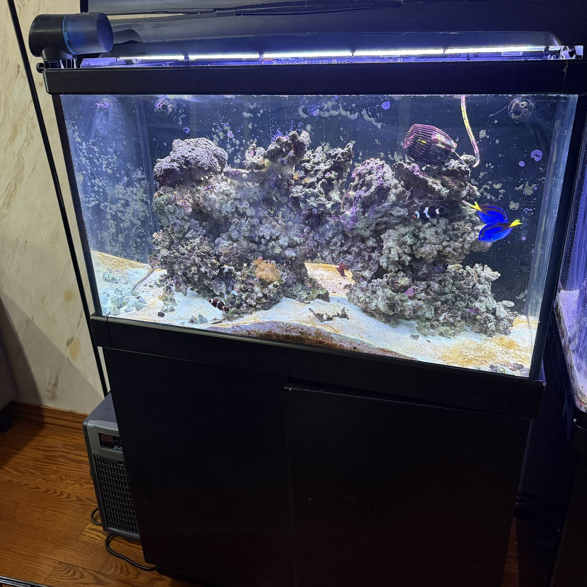 Fish Tank For Sale With All You See In It!!!