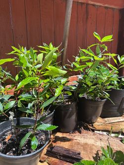 Laurel/Bay Leaf plants (Laurus nobilis)