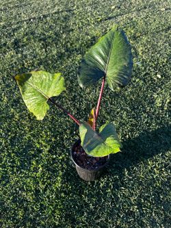 Alocasia Imperial red