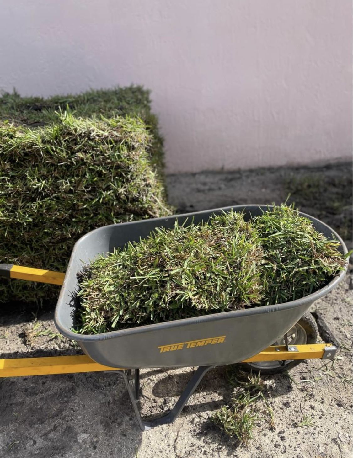 Top Quality St Augustine Sod