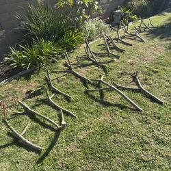 Plumeria Cuttings