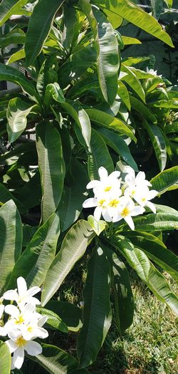 Plumerias cuttings