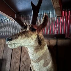Taxidermy Antelope 