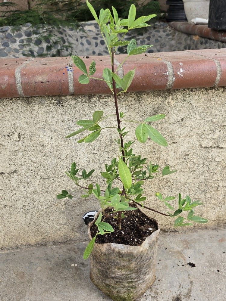 Chipilin Planta
