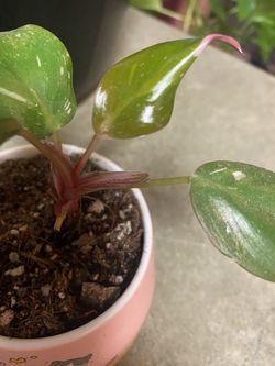 Philodendron Pink Princess (READ DESCRIPTION)