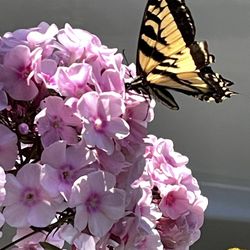 🦋Phloxes Fragrant Perennial Plants .See All Pics.