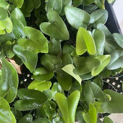 Heart Shaped Fern Plants