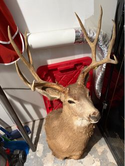 Deer head