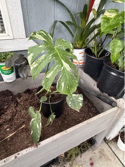 Plant