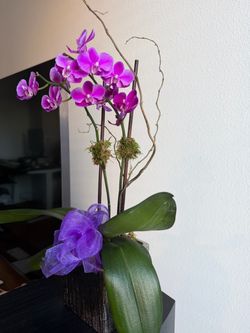 Live Purple Phalaenopsis Orchid Plant