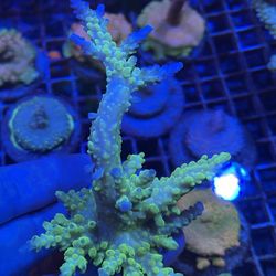 Salt Water Aquarium - Neon Green Yellow Tip - Multibranch