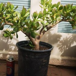 5 Gallon Jade Plant (crassula Ovata)