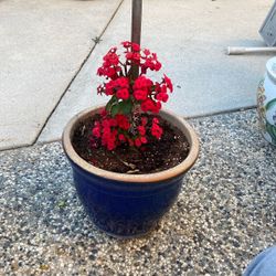 Crown of Thorns plant 