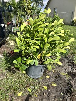 7-20gallon Colusia 4 feet plus in containers 