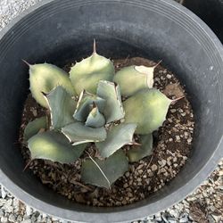 18” Pot W/succulent