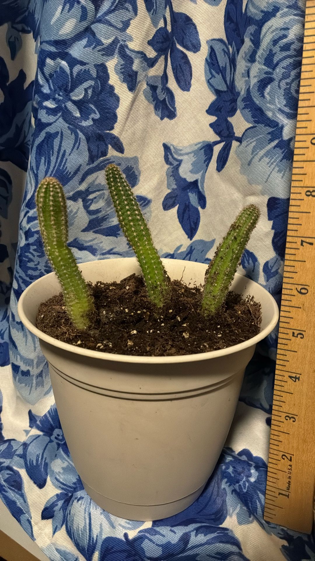 Echinopsis chamaecereus or a rat tail cactus Plant