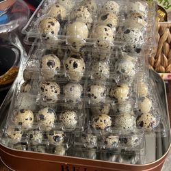 Quail Eggs 