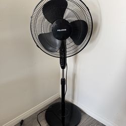 Fan