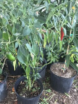 Pepper tree.