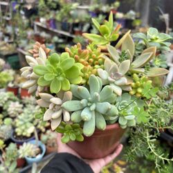 Succulent 1 Gallon Pot 