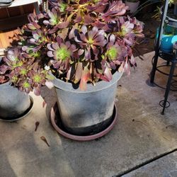 Large Succulent Plant Pot