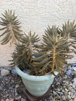Spring Plant
