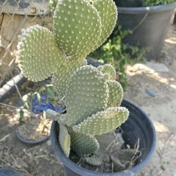 5gal Teddy Bear Cactus $15