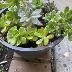  Suculent Plant For Garden 
